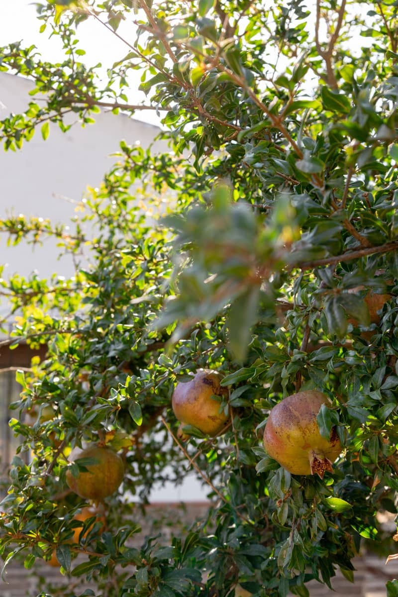 Finca/Casa Rural de 3 habitaciones en Antequera en venta con piscina garaje - 395.000 € (Ref: 10100096)