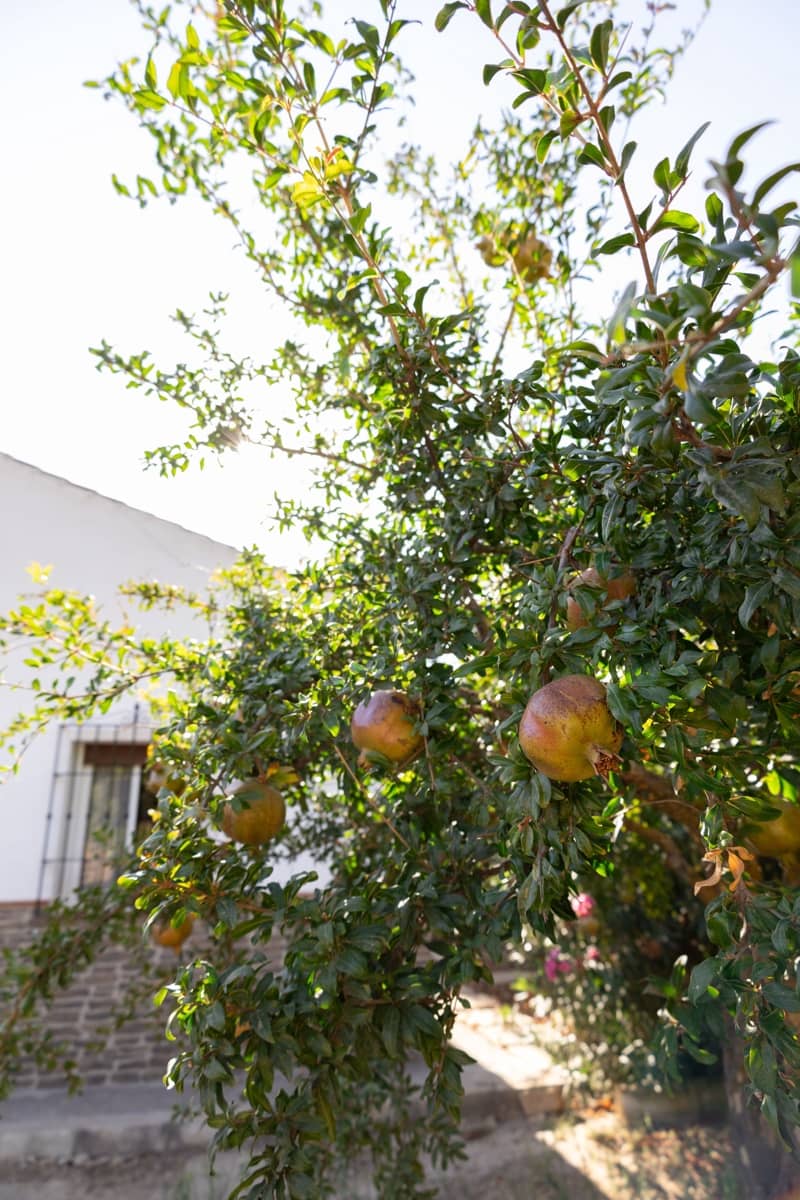 Finca/Casa Rural de 3 habitaciones en Antequera en venta con piscina garaje - 395.000 € (Ref: 10100096)
