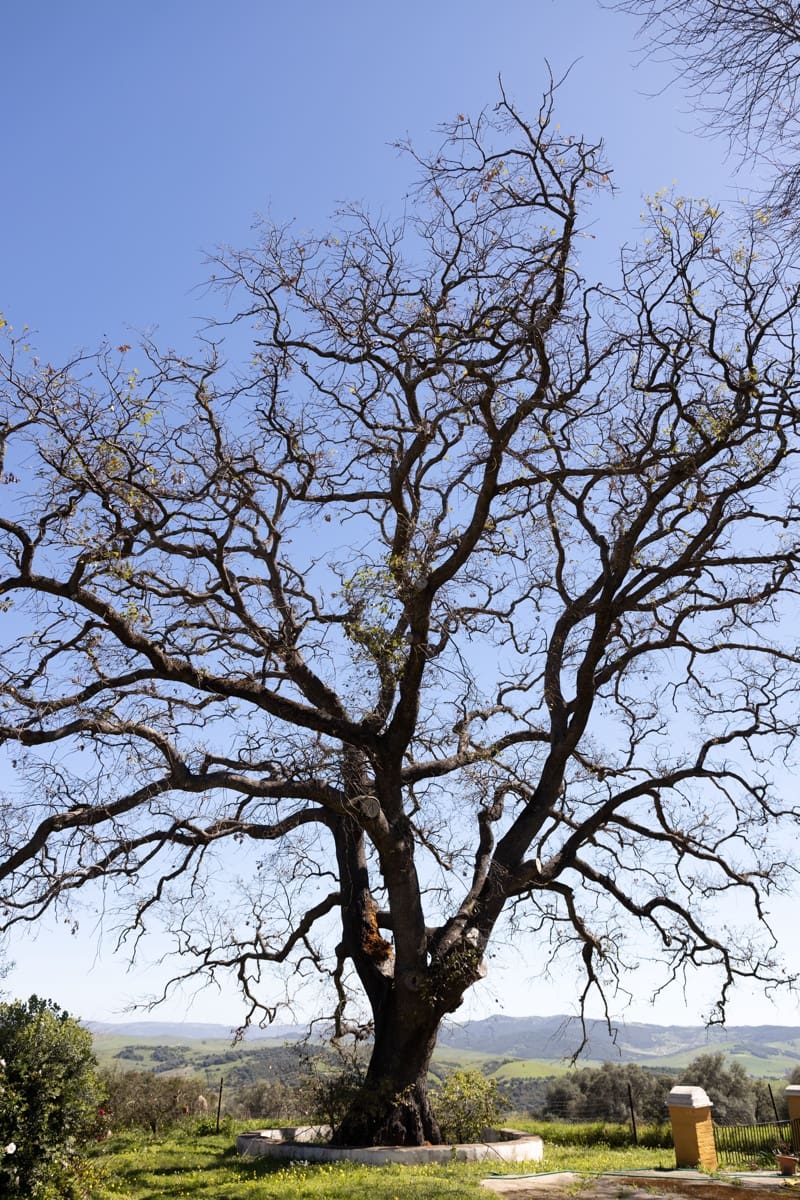 9 camera da letto Finca/Casa di Campagna in vendita in Jimena de la Frontera - 3.290.000 € (Rif: 7623354)