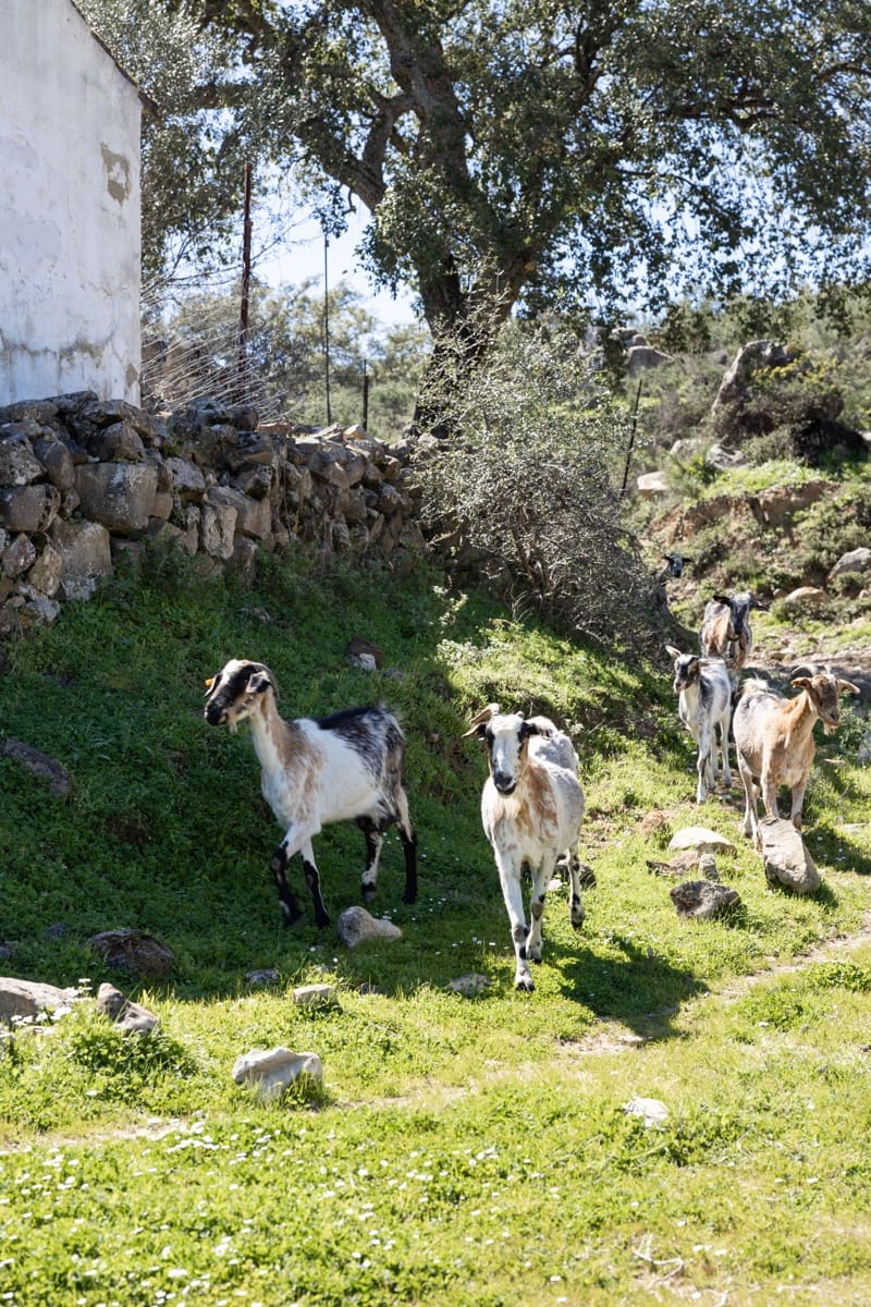 9 camera da letto Finca/Casa di Campagna in vendita in Jimena de la Frontera - 3.290.000 € (Rif: 7623354)