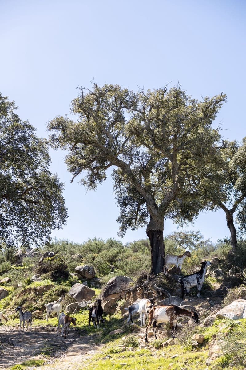 9 camera da letto Finca/Casa di Campagna in vendita in Jimena de la Frontera - 3.290.000 € (Rif: 7623354)