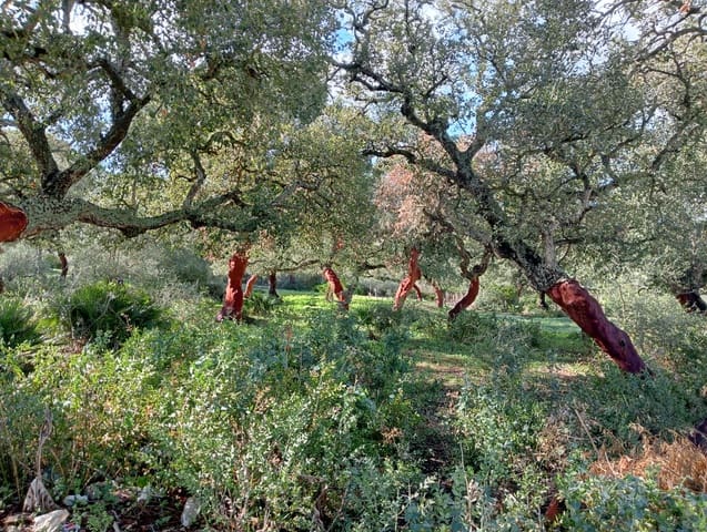 Byhus til salg i Barbate - € 4.500.000 (Ref: 7880996)