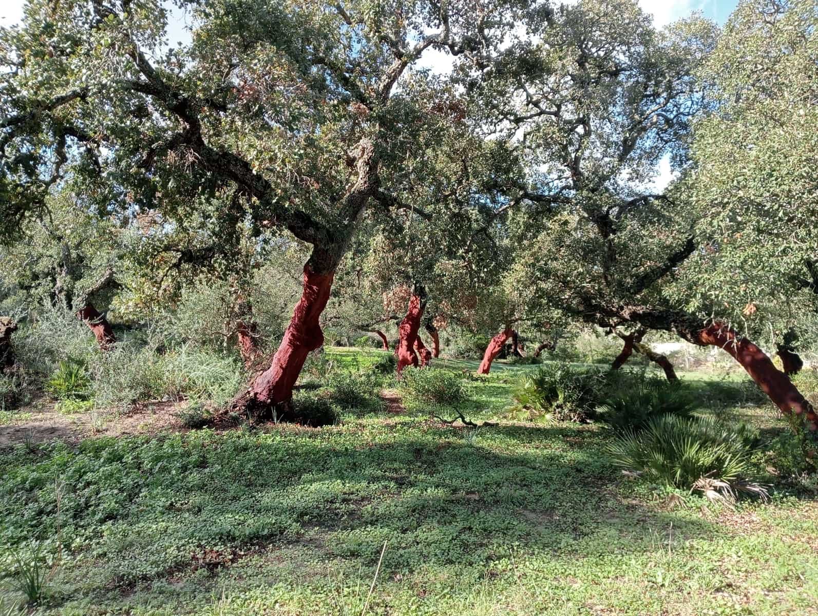 Dom na sprzedaż w Barbate - 4 500 000 € (Ref: 7880996)