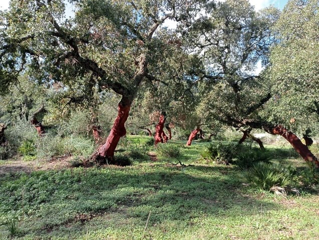 Byhus til salg i Barbate - € 4.500.000 (Ref: 7880996)