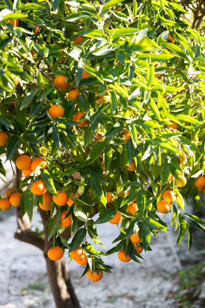 5 sypialnia Willa na sprzedaż w Coin z basenem - 629 000 € (Ref: 7933047)