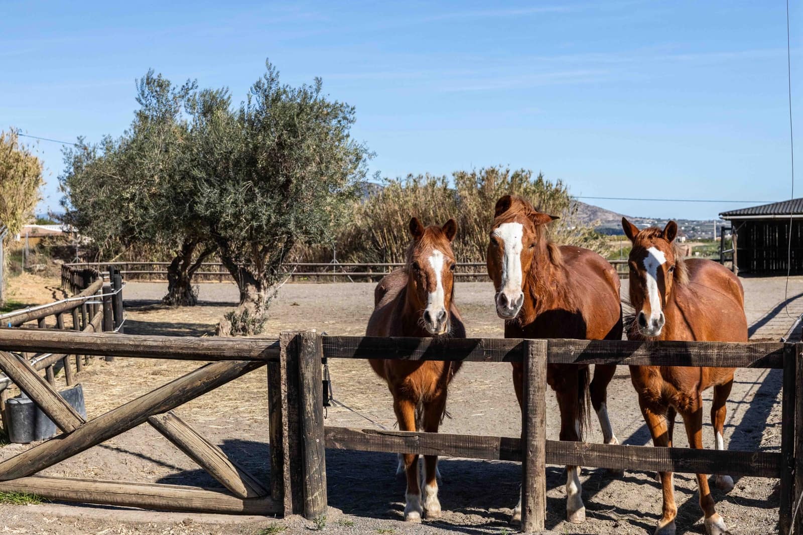 4 makuuhuone Maalaistalo myytävänä paikassa Alhaurin el Grande mukana uima-altaan - 999 000 € (Ref: 8128895)
