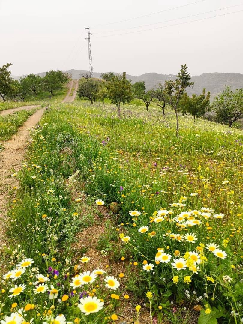 5 soveværelse Byhus til salg i Malaga by - € 3.600.000 (Ref: 8208909)