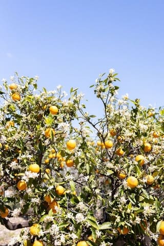 Casa in vendita in Alhaurín de la Torre con piscina - 360.000 € (Rif: 8220245)