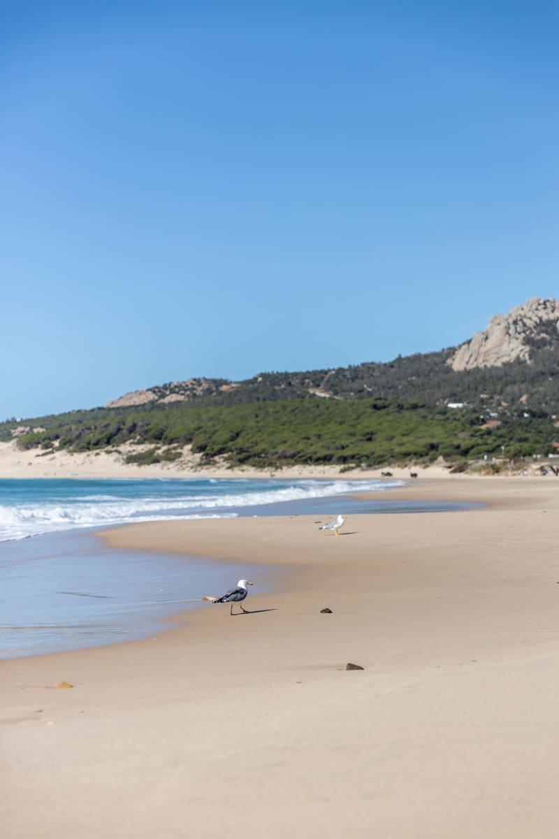 Byhus til salg i Tarifa - € 600.000 (Ref: 8305182)