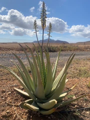 Finca/Landgut zu verkaufen in Antigua - 2.900.000 € (Ref: 8628272)