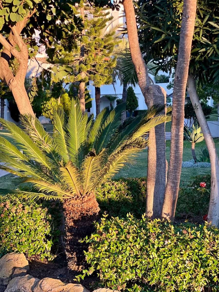 4 soverom Leilighet til leie i San Pedro de Alcantara - € 7 500 (Ref: 8699389)