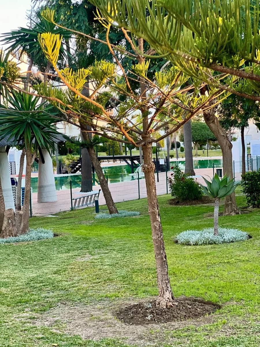 4 soverom Leilighet til leie i San Pedro de Alcantara - € 7 500 (Ref: 8699389)