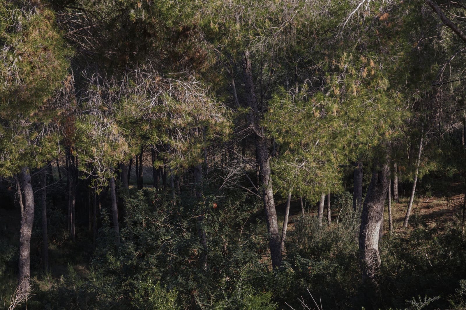 4 soverom Hus til salgs i Palma de Mallorca - € 2 300 000 (Ref: 8703283)