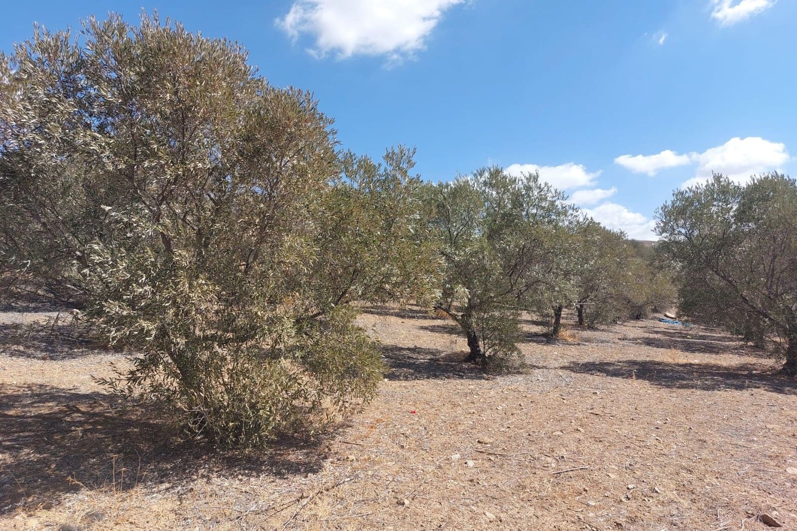 Maison de Ville à vendre à Alora - 39 900 € (Ref: 8846889)