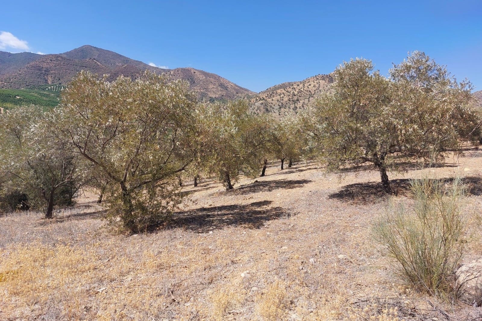 Maison de Ville à vendre à Alora - 39 900 € (Ref: 8846889)