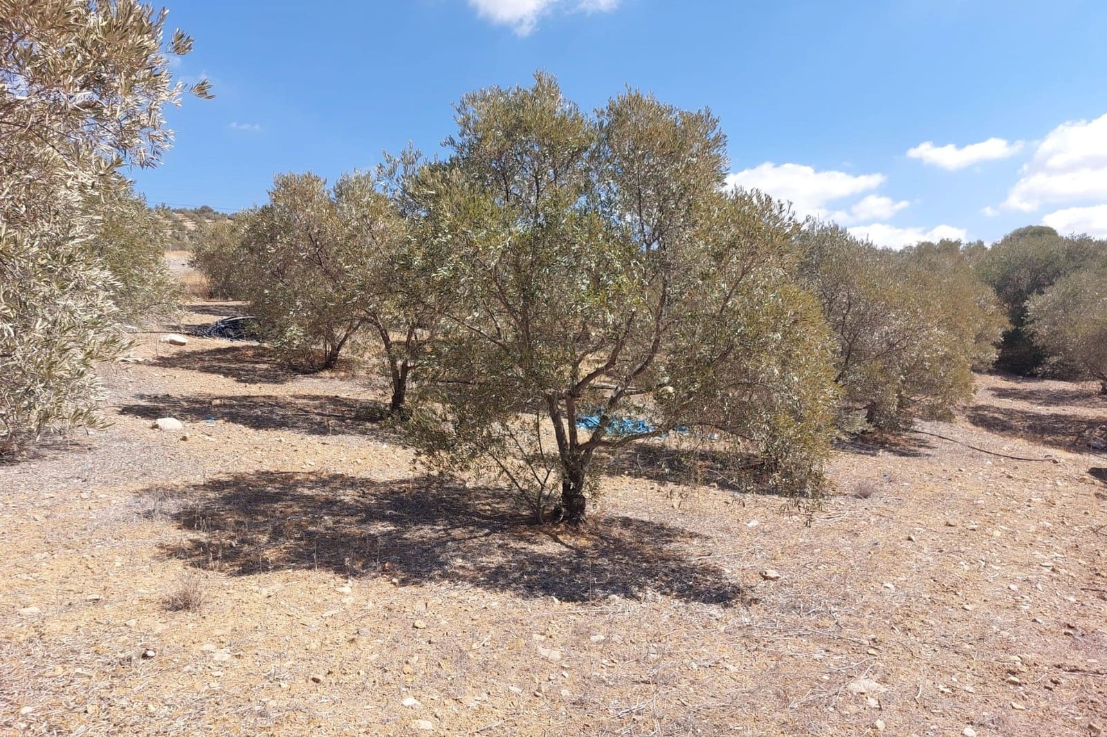 Maison de Ville à vendre à Alora - 39 900 € (Ref: 8846889)