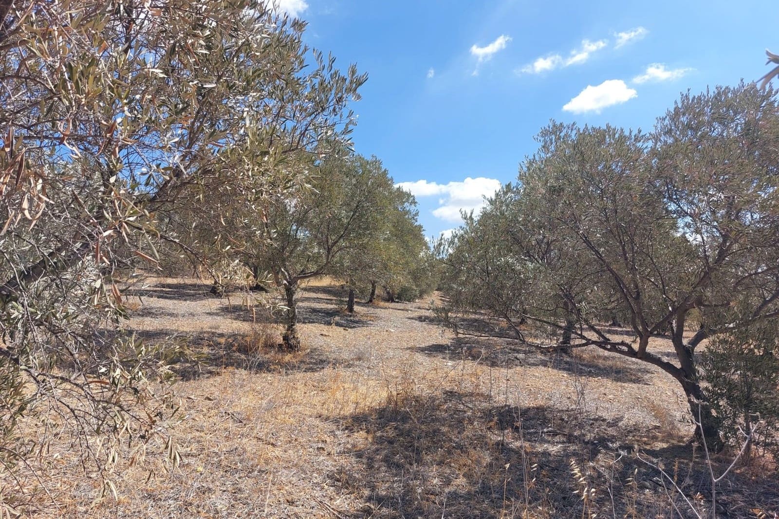 Maison de Ville à vendre à Alora - 39 900 € (Ref: 8846889)