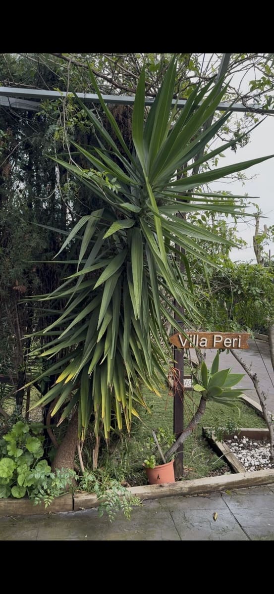 14 soveværelse Finca/Landehus til salg i Tarifa med swimmingpool - € 2.600.000 (Ref: 8882301)