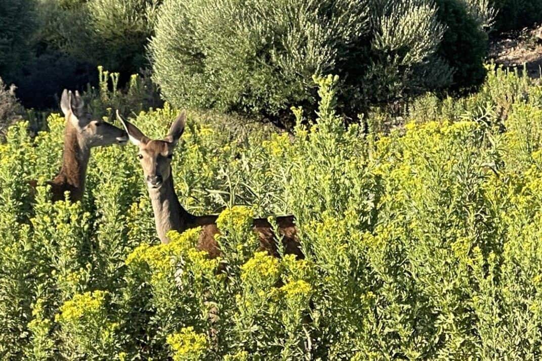 3 soveværelse Finca/Landehus til salg i Castellar de la Frontera - € 1.800.000 (Ref: 8969627)