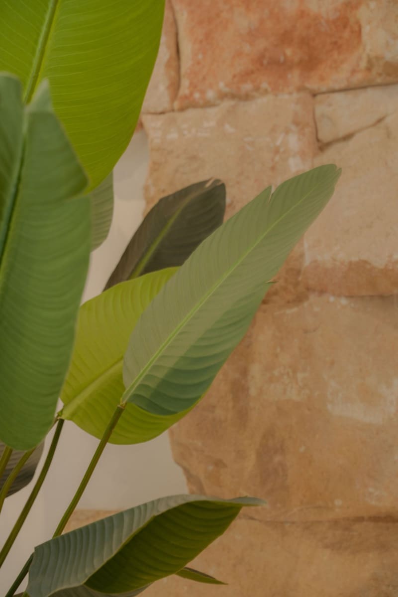 1 bedroom Apartment for rent in Palma de Mallorca - € 1,950 (Ref: 9146305)