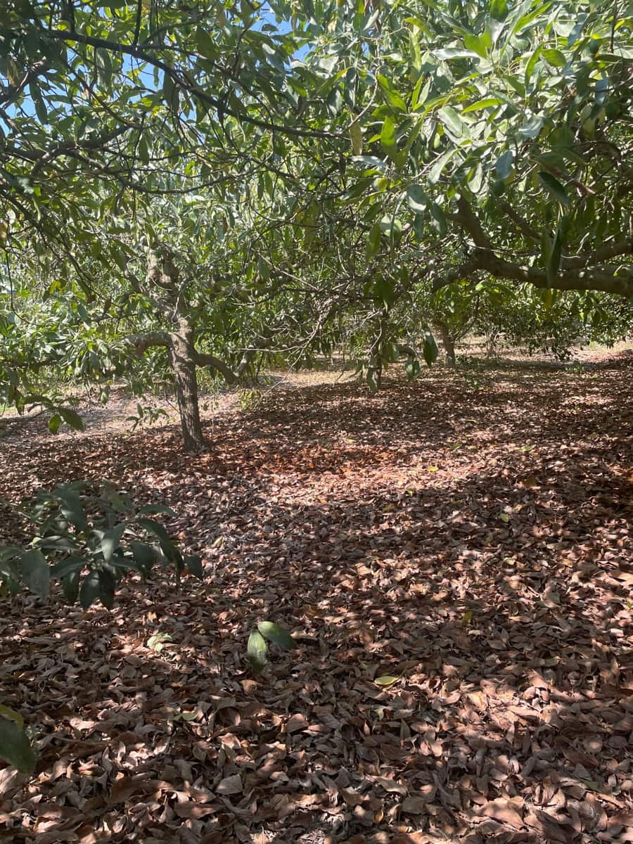 2 bedroom Finca/Country House for sale in Coin - € 320,000 (Ref: 9239432)