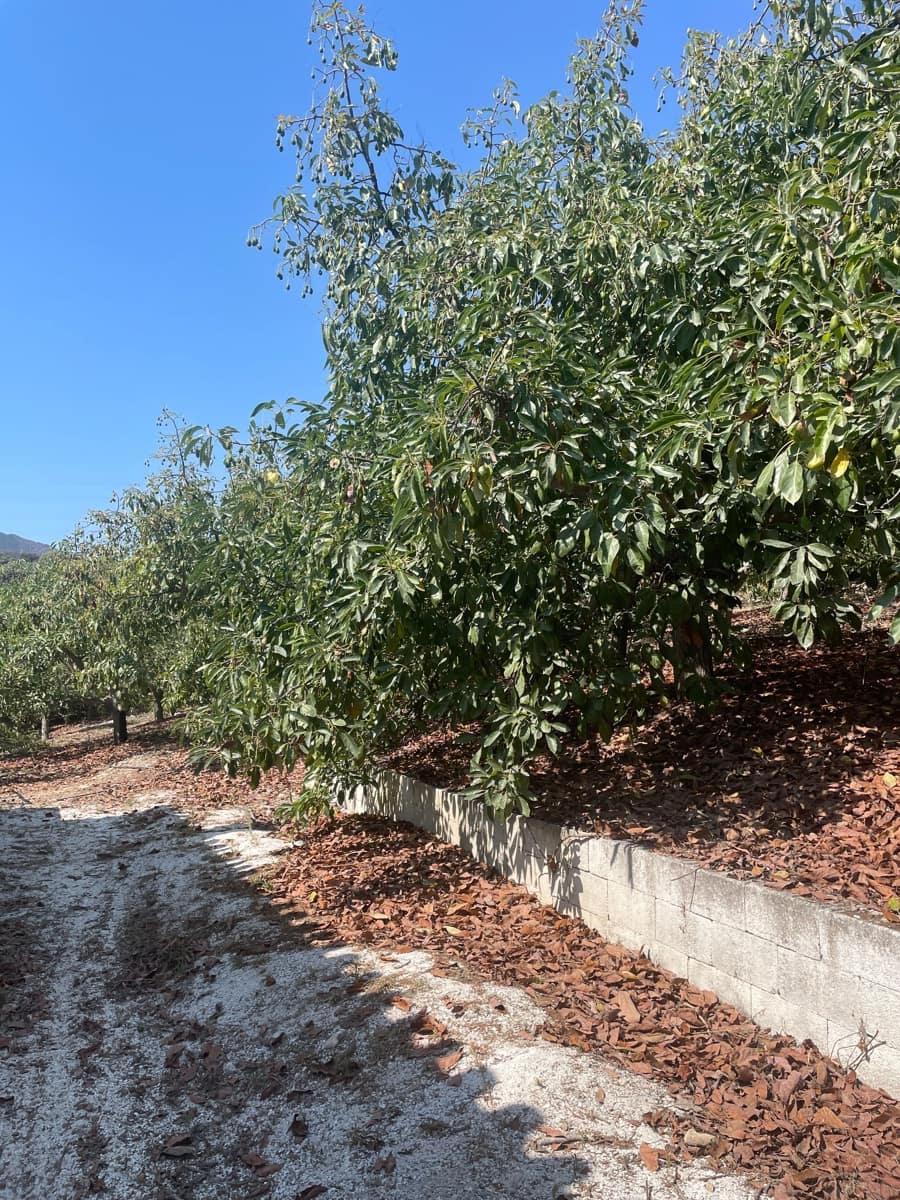 2 bedroom Finca/Country House for sale in Coin - € 320,000 (Ref: 9239432)