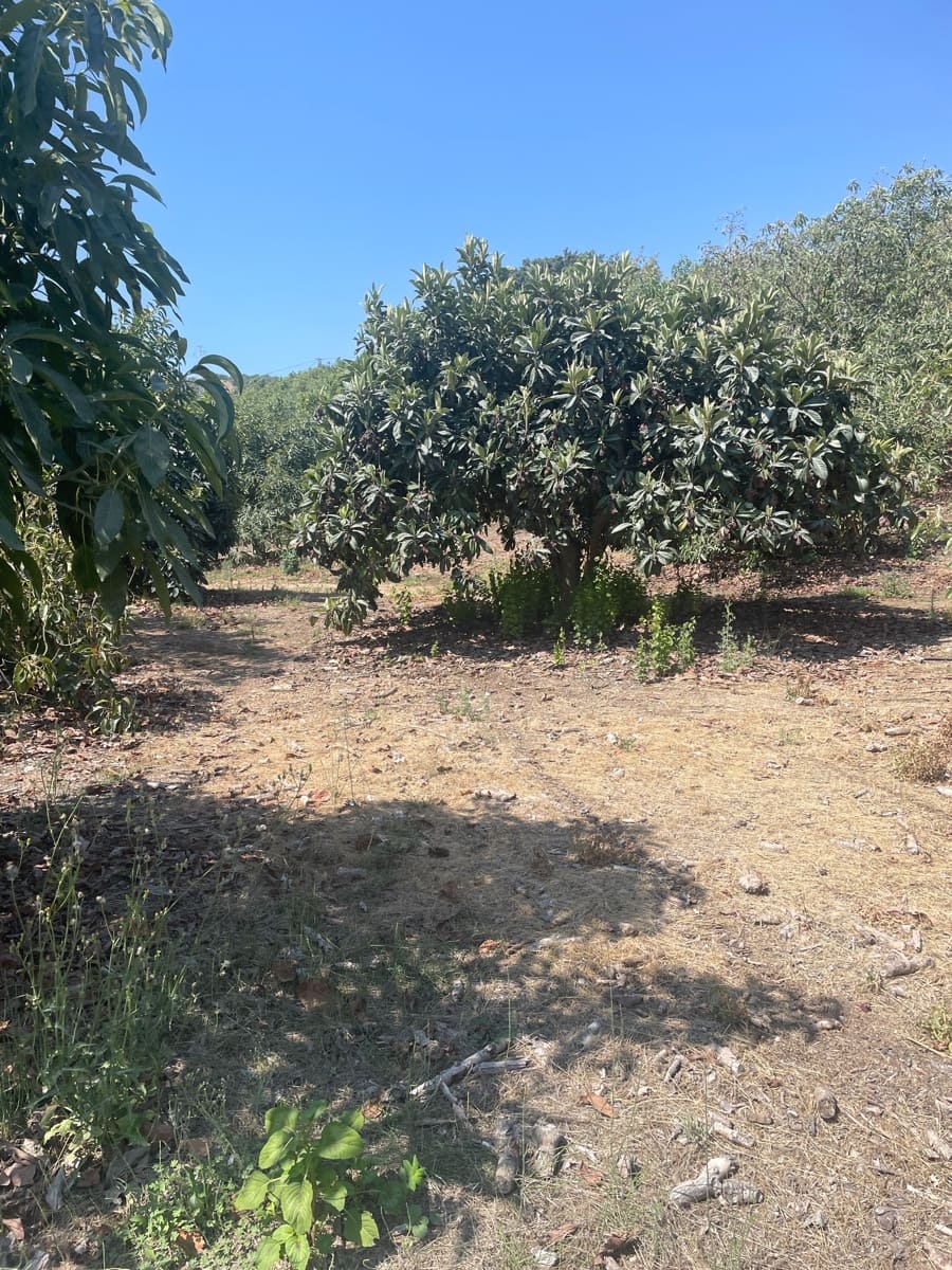 2 bedroom Finca/Country House for sale in Coin - € 320,000 (Ref: 9239432)