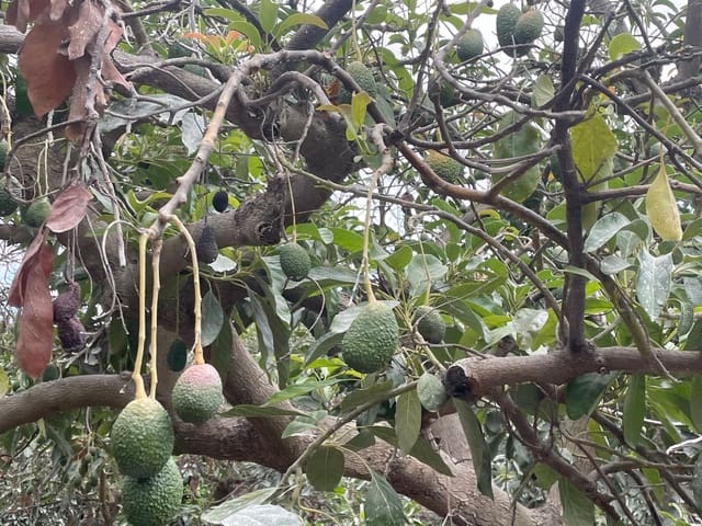 2 soverom Finca/Herregård til salgs i Coín - € 320 000 (Ref: 9239432)