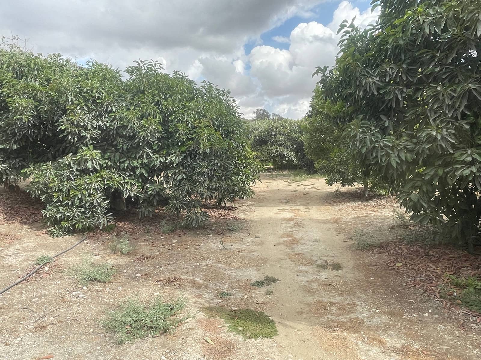 2 bedroom Finca/Country House for sale in Coin - € 320,000 (Ref: 9239432)