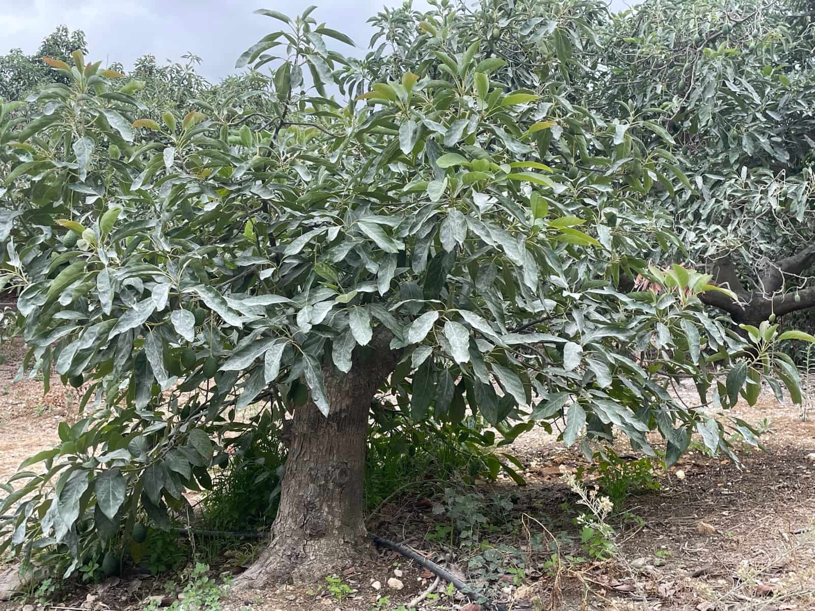 2 bedroom Finca/Country House for sale in Coin - € 320,000 (Ref: 9239432)