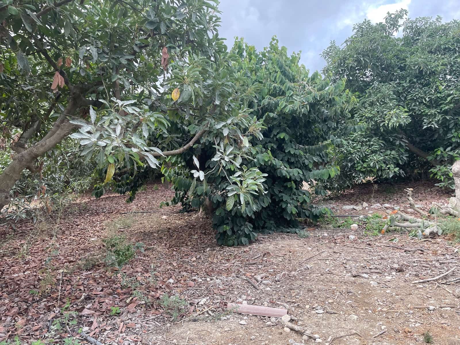 2 bedroom Finca/Country House for sale in Coin - € 320,000 (Ref: 9239432)