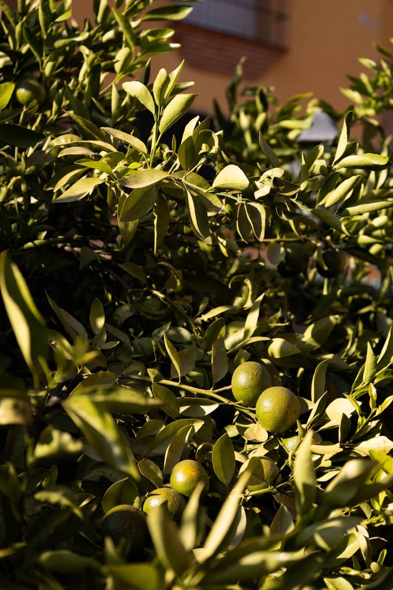 5 chambre Maison de Ville à vendre à Malaga ville - 995 000 € (Ref: 9301974)