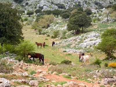 4 bedroom Finca/Country House for sale in Antequera - € 598,000 (Ref: 9386561)