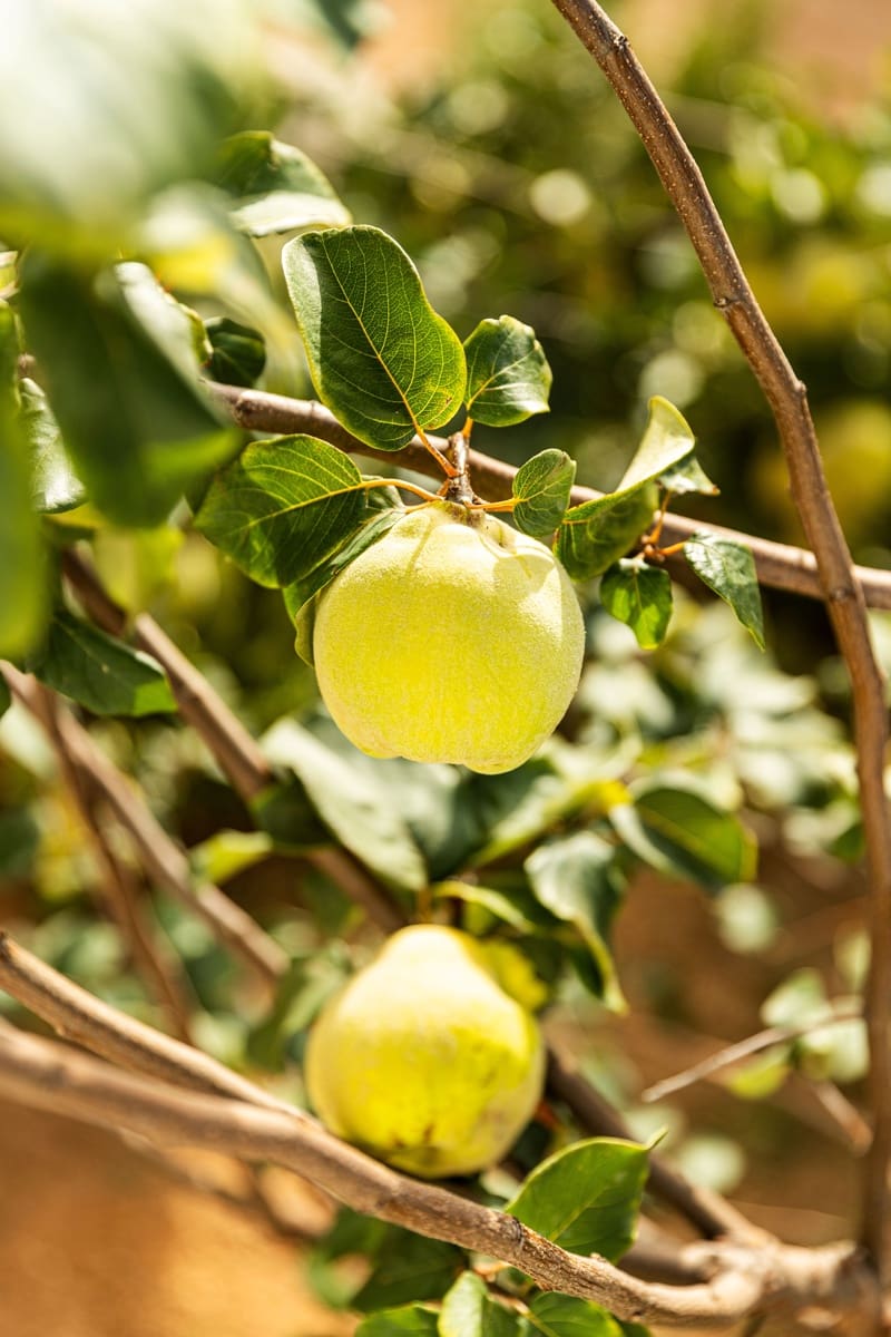 4 bedroom Finca/Country House for sale in Antequera - € 598,000 (Ref: 9386561)