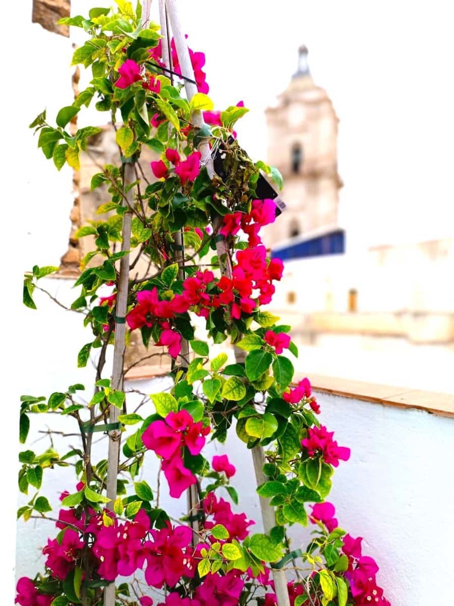 11 makuuhuone Omakotitalo myytävänä paikassa Malaga kaupunki - 3 500 000 € (Ref: 9401022)