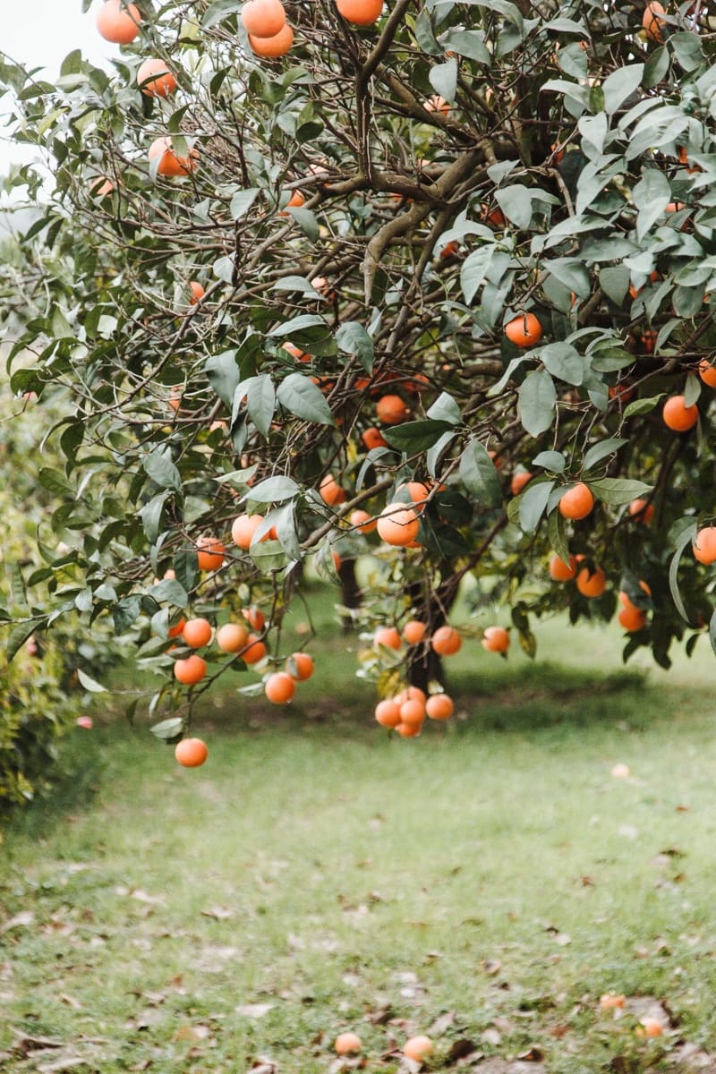 Dom na sprzedaż w Banyalbufar - 330 000 € (Ref: 9405890)