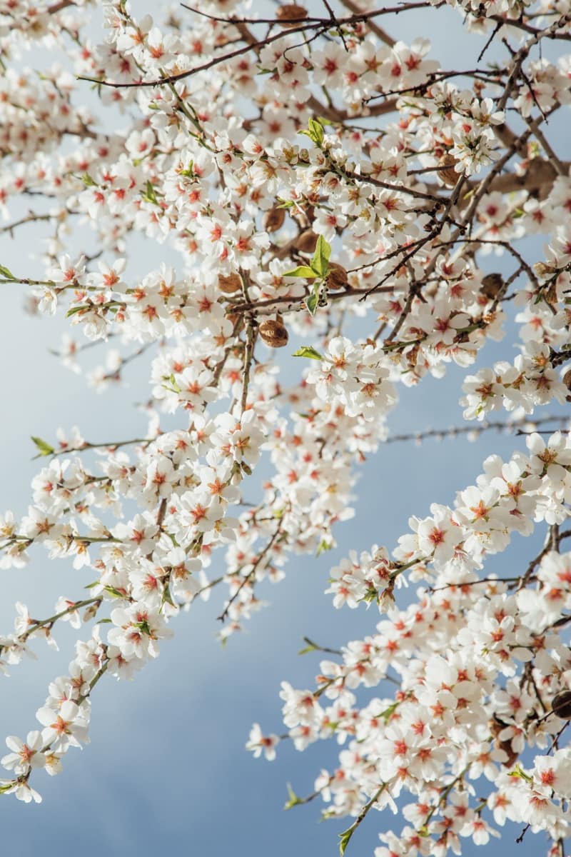 Dom na sprzedaż w Banyalbufar - 330 000 € (Ref: 9405890)