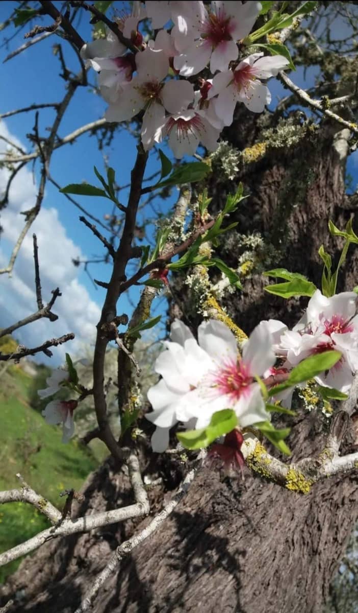 2 sovrum Hus att hyra i Campos med pool - 2 000 € (Ref: 9414939)