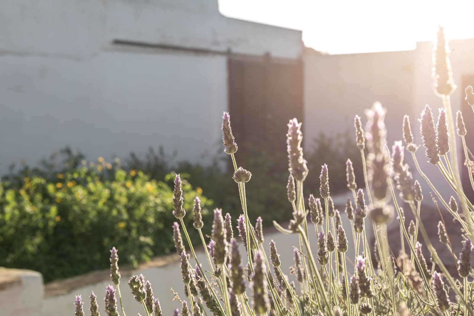 5 camera da letto Casa in vendita in Vilafranca de Bonany - 495.000 € (Rif: 9426699)