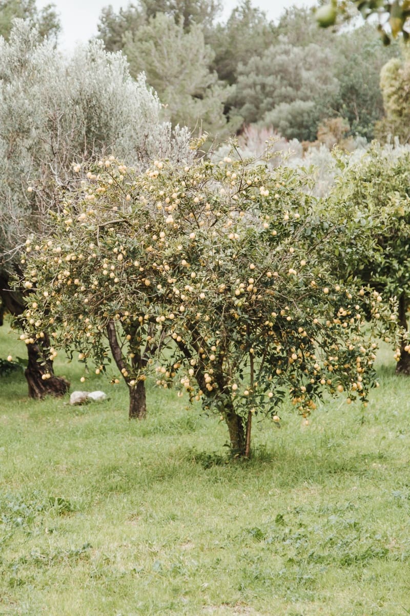 Haus zu verkaufen in Santa Margalida - 239.000 € (Ref: 9503081)