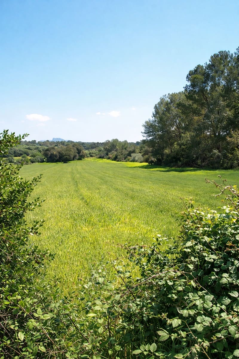 Haus zu verkaufen in Santa Margalida - 239.000 € (Ref: 9503081)