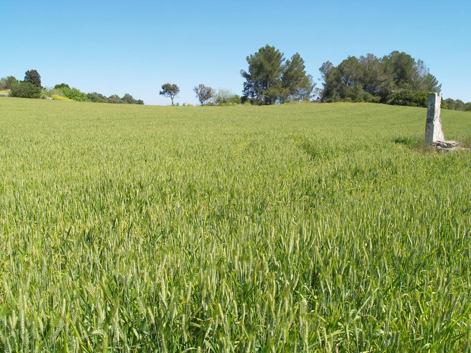 Haus zu verkaufen in Santa Margalida - 239.000 € (Ref: 9503081)