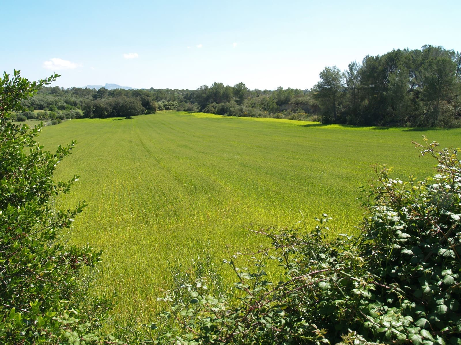 Haus zu verkaufen in Santa Margalida - 239.000 € (Ref: 9503081)