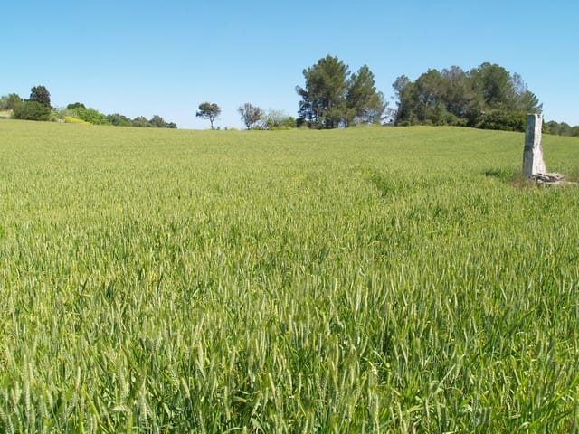 Haus zu verkaufen in Santa Margalida - 239.000 € (Ref: 9503081)