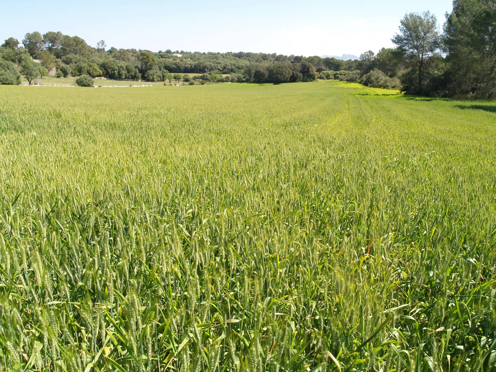 Haus zu verkaufen in Santa Margalida - 239.000 € (Ref: 9503081)