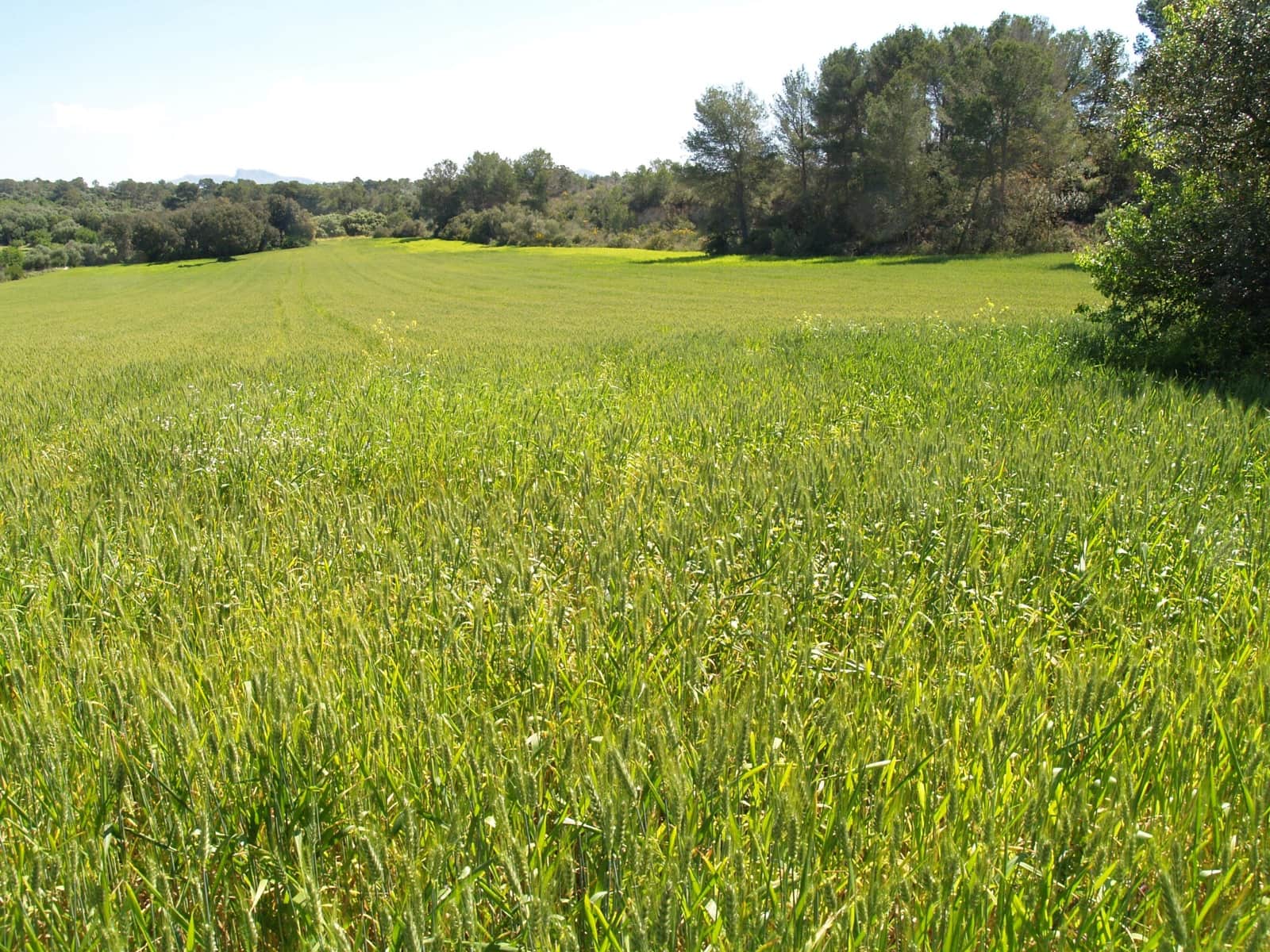 Haus zu verkaufen in Santa Margalida - 239.000 € (Ref: 9503081)