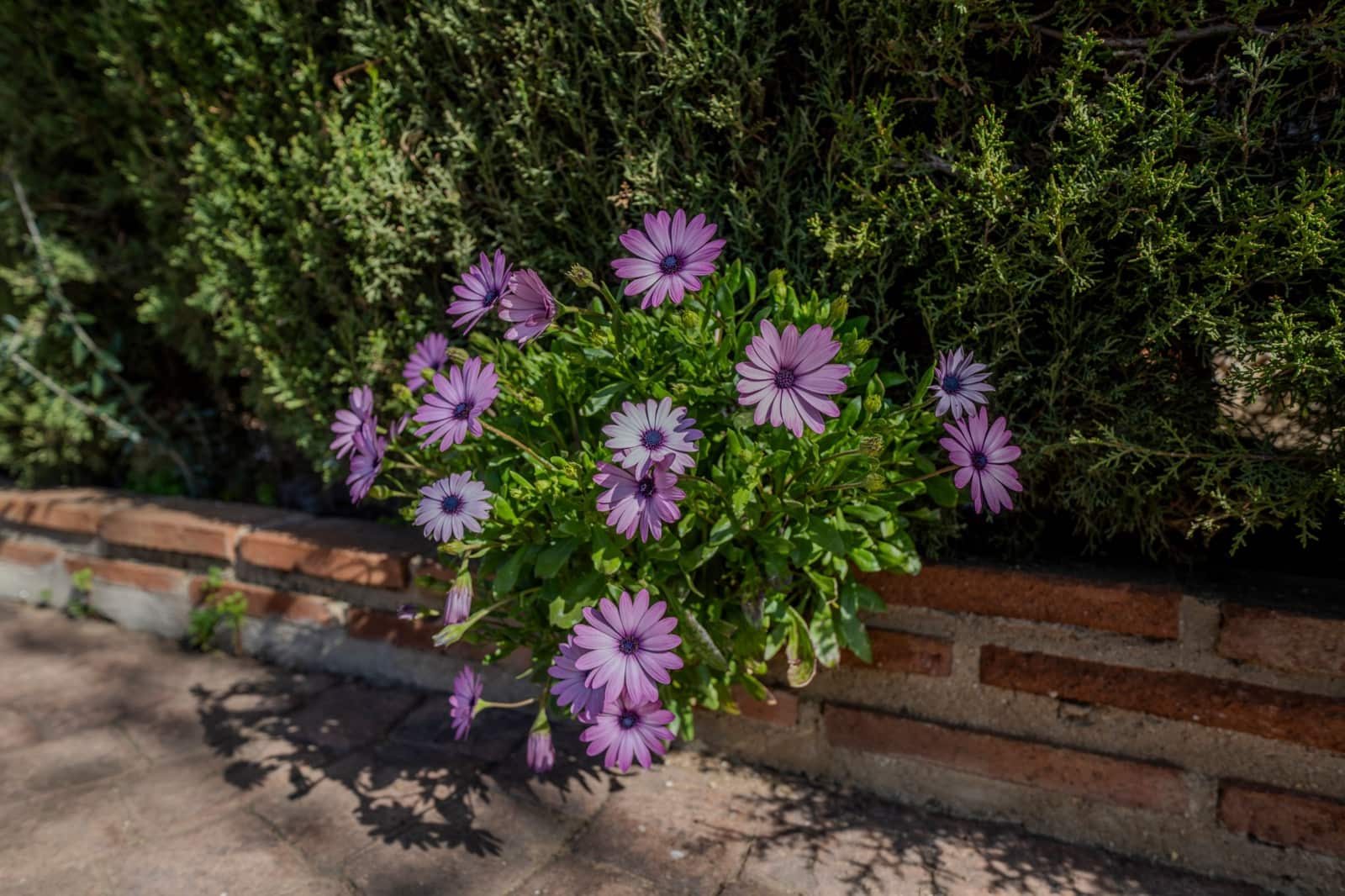 4 slaapkamer Huis te koop in Mijas Costa met zwembad - € 890.000 (Ref: 9626534)