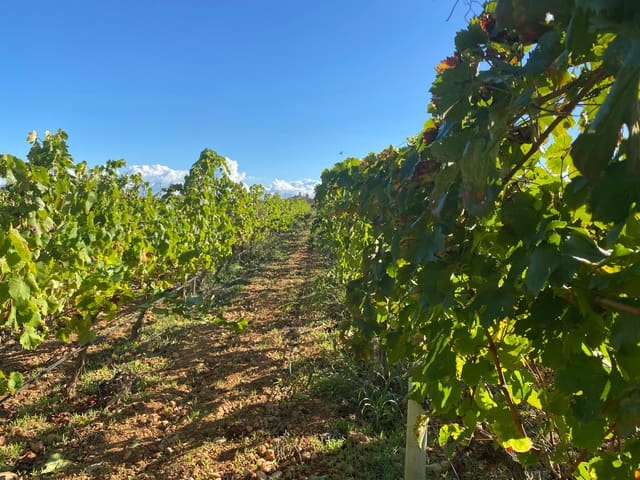 4 bedroom Townhouse for rent in Santa María del Camí with pool - € 5,000 (Ref: 9643664)