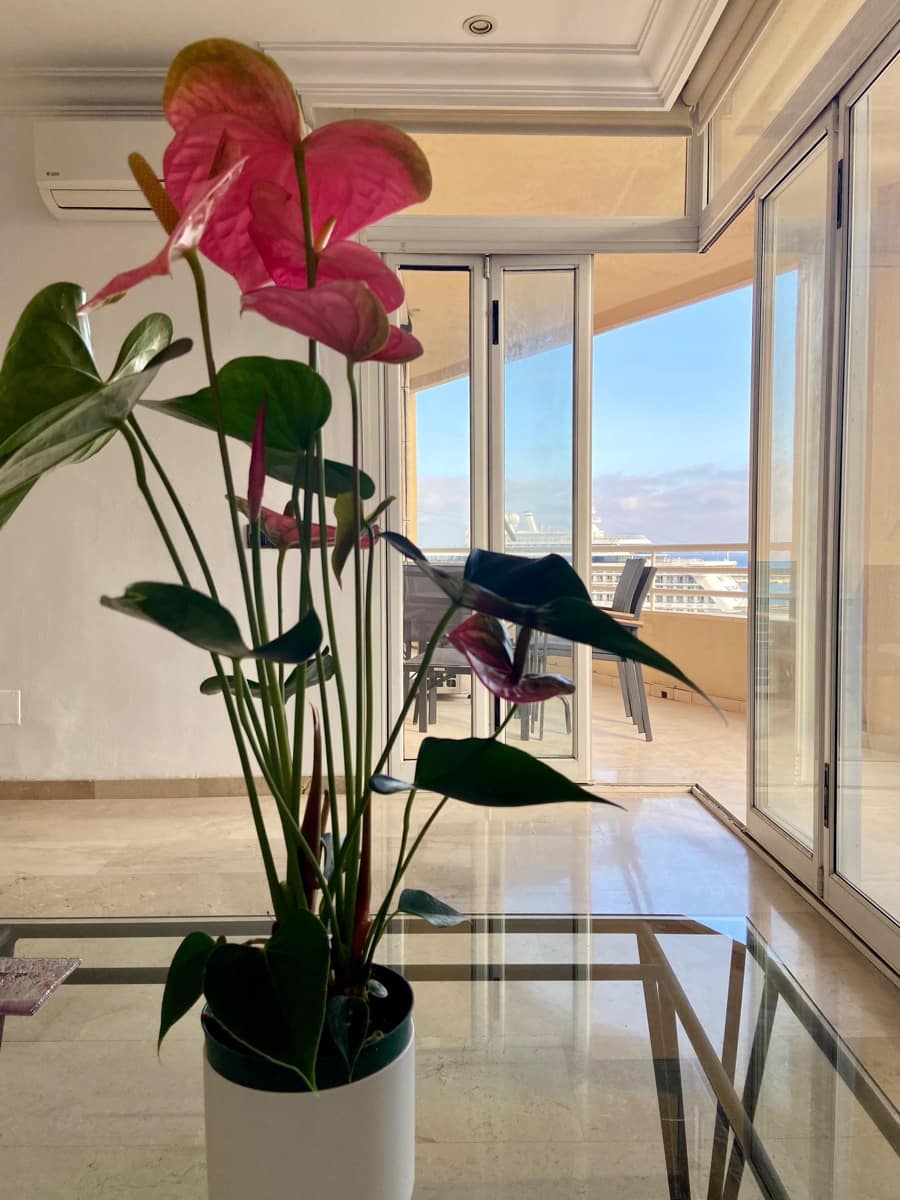 2 bedroom Apartment for rent in Palma de Mallorca with pool garage - € 2,750 (Ref: 9645799)