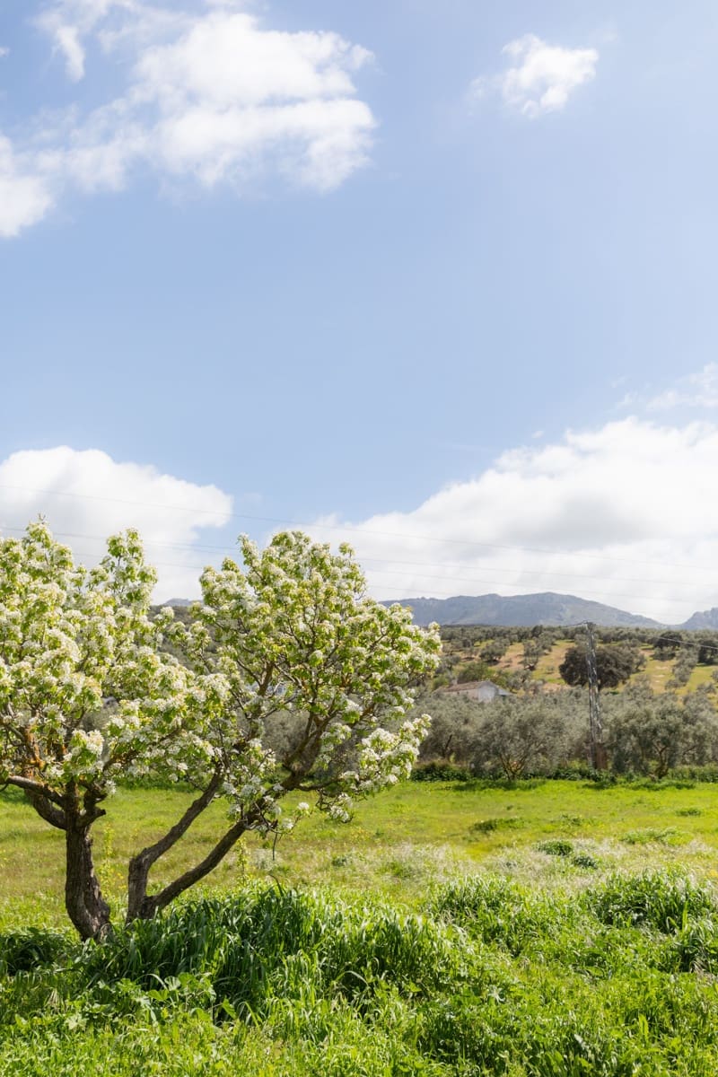 3 soverom Finca/Herregård til salgs i Antequera - € 179 000 (Ref: 9737357)